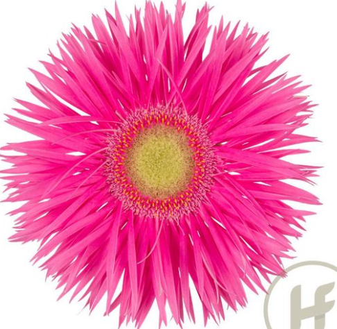 Gerbera gerspider anne