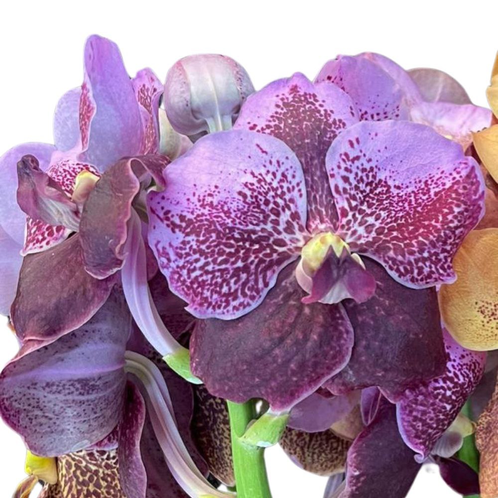 Vanda red two tone