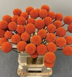 Craspedia tinted orange