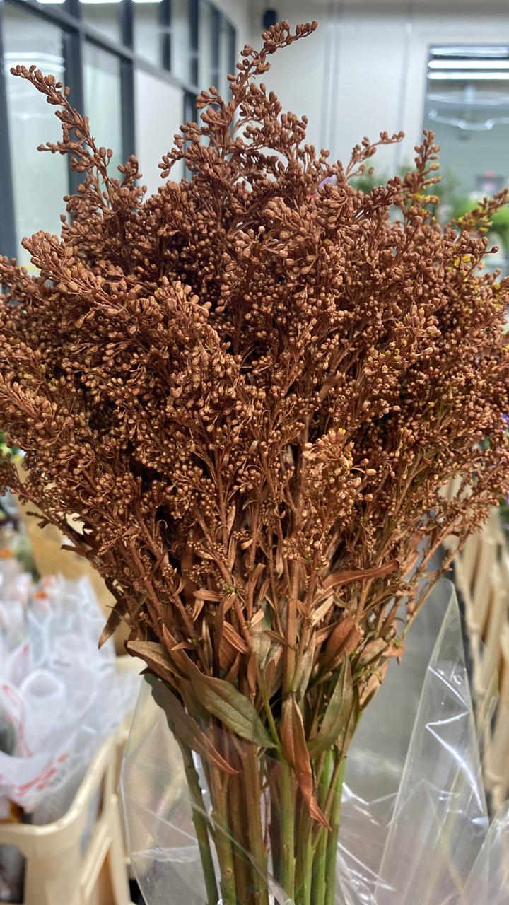 Solidago bronze