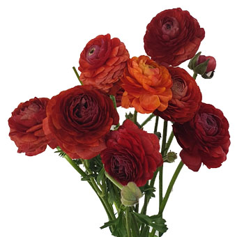 Ranunculus elegance chocolat