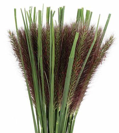 Pennisetum black fox