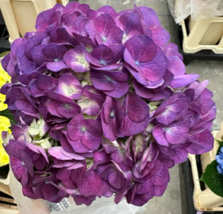 Hydrangea premium elite purple