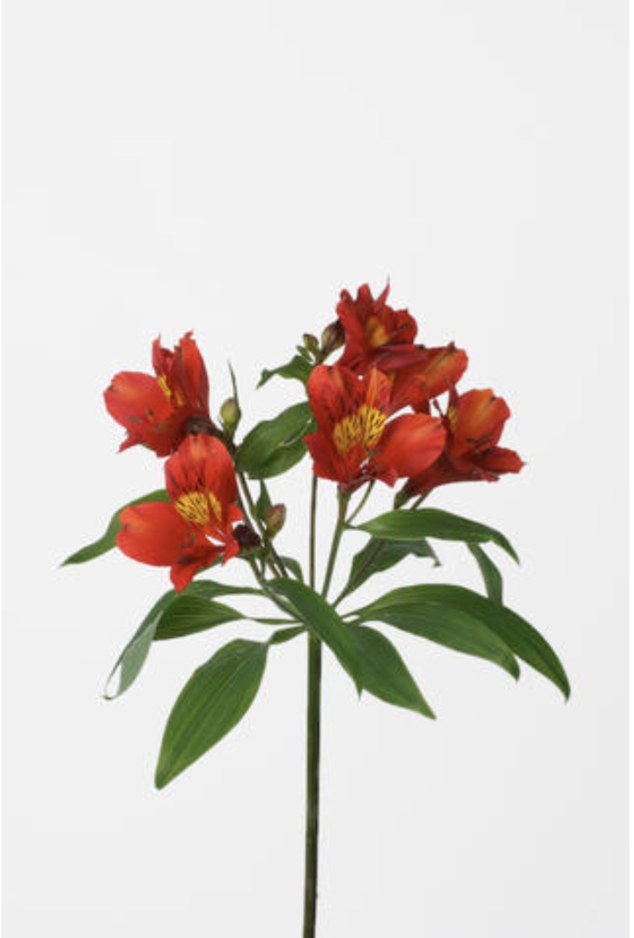 Alstroemeria hot pepper