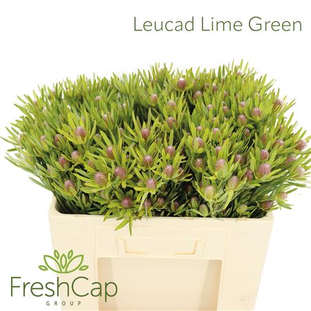 Leucadendron green lime