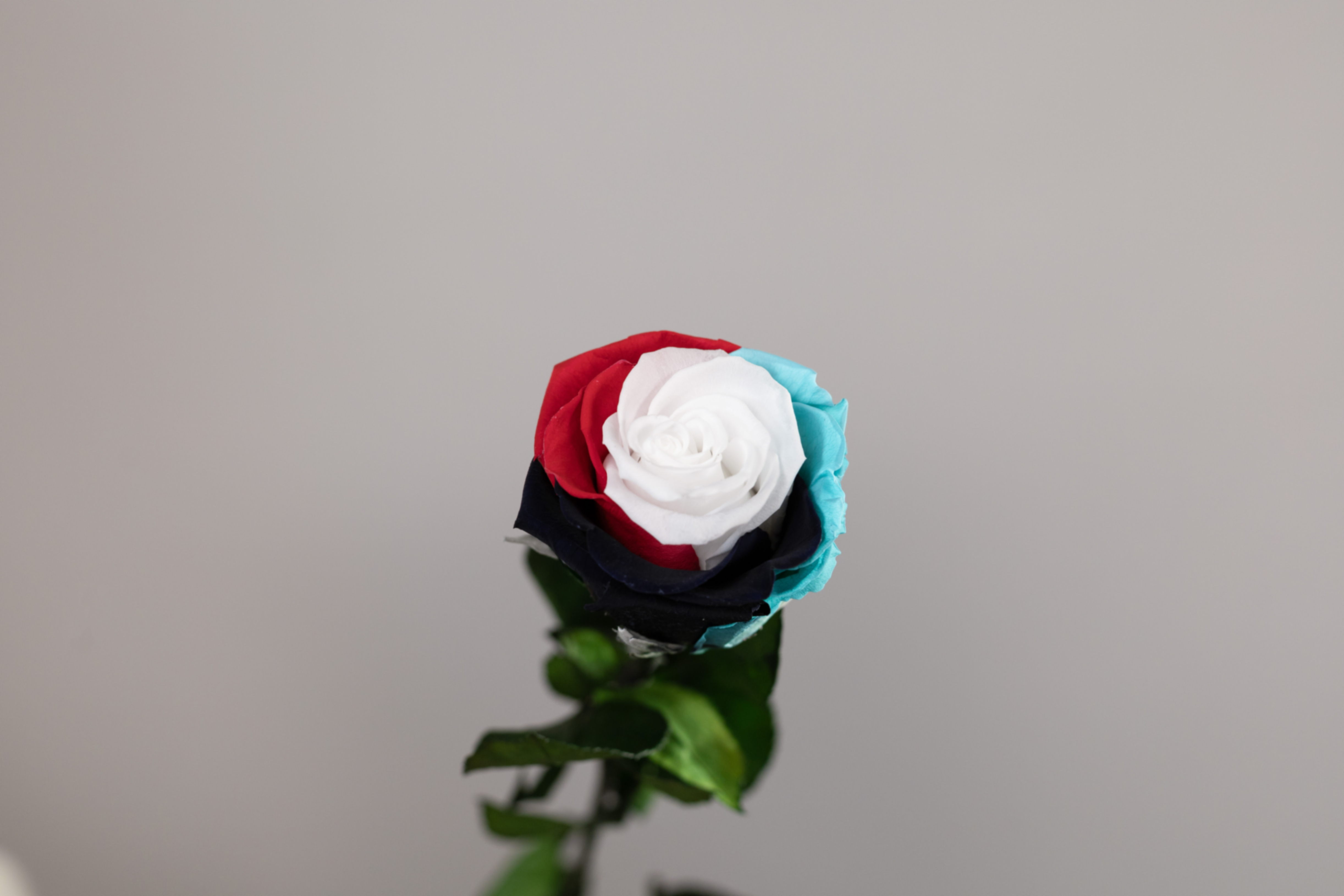 Rose preserved flag uae with stem