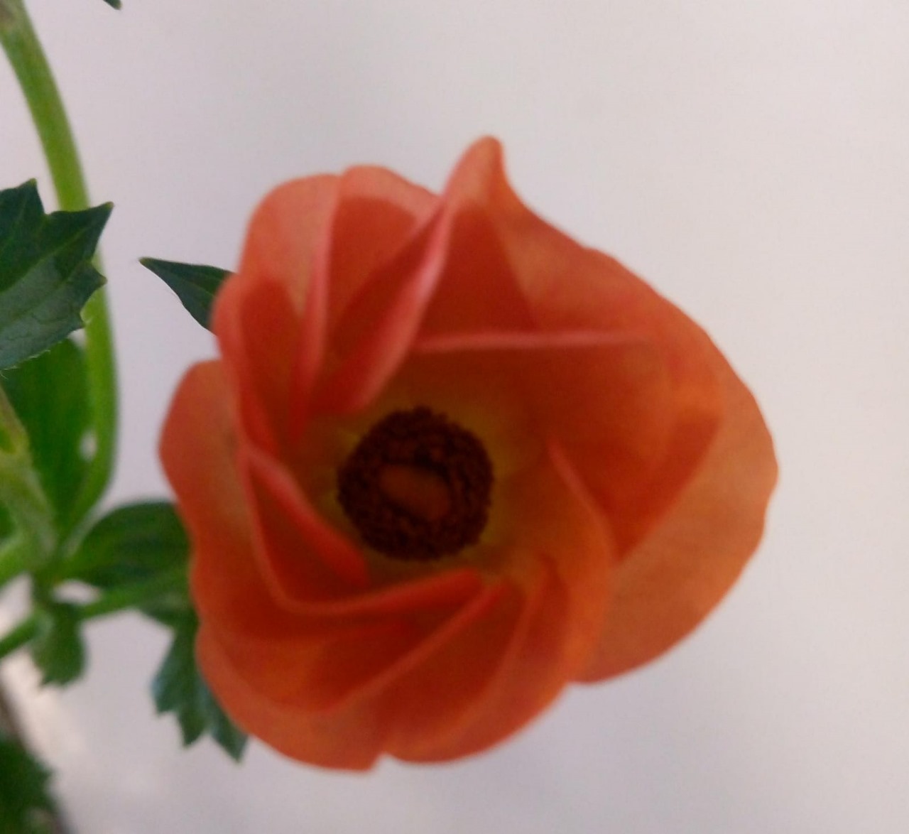 Ranunculus salmousse