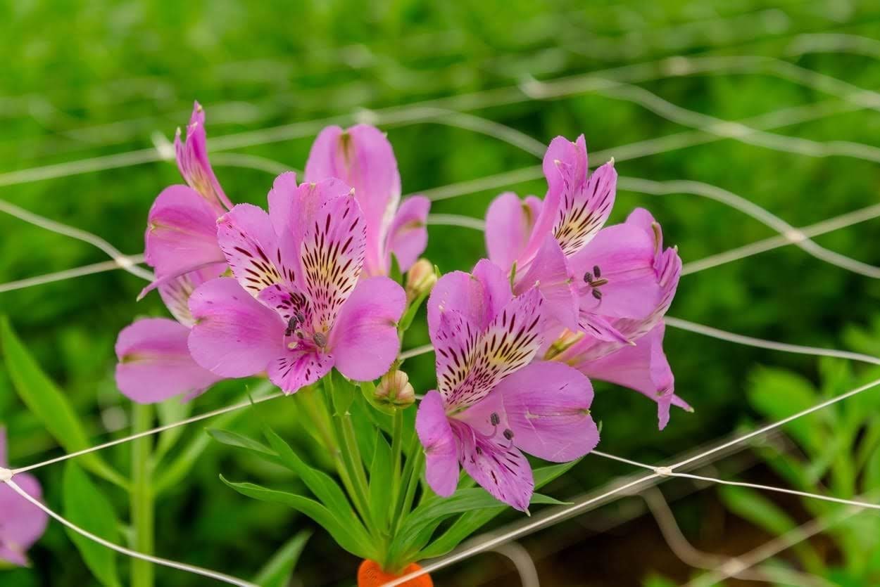 Alstroemeria galaxy lilac