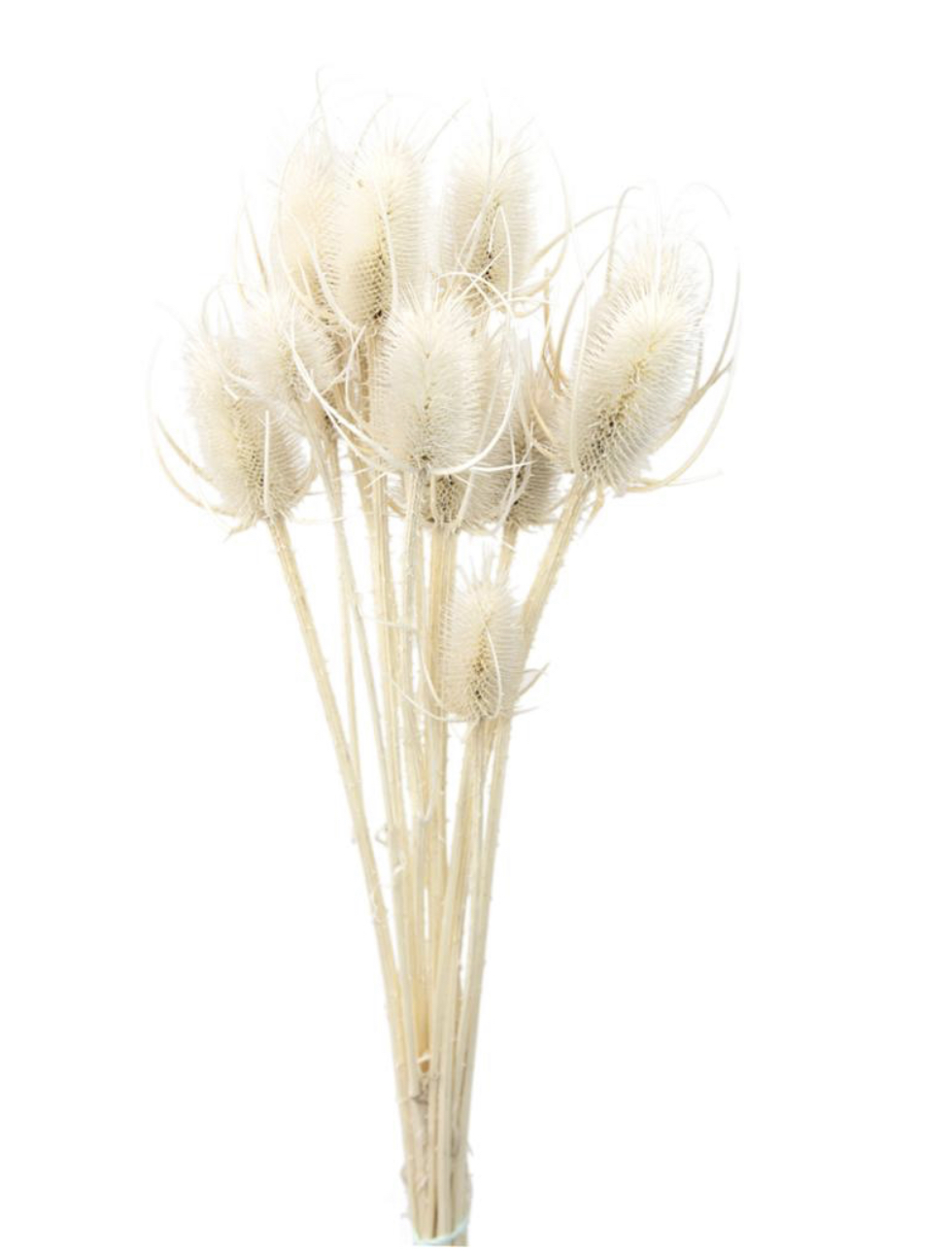 Eryngium bleached