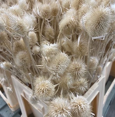 Cardi distel bleached 5pc/bunch 70cm bleached