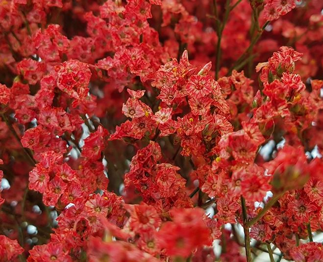 Limonium sinensis red