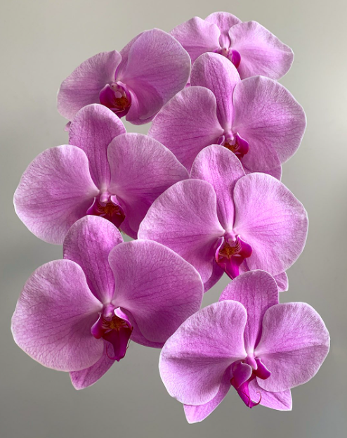 Phalaenopsis pink