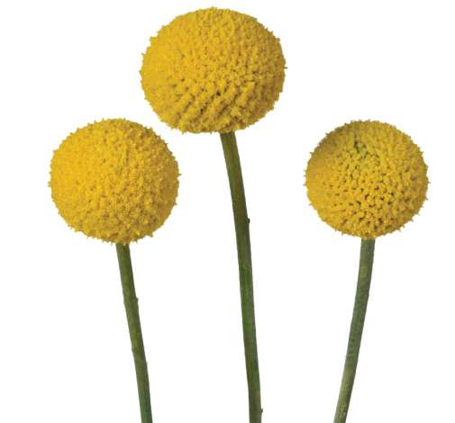 Craspedia pop round
