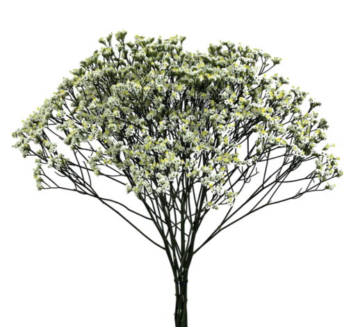 Limonium sensy pina colada white