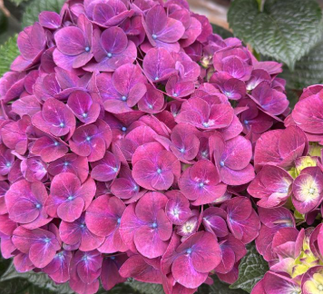 Hydrangea magic trophy purple