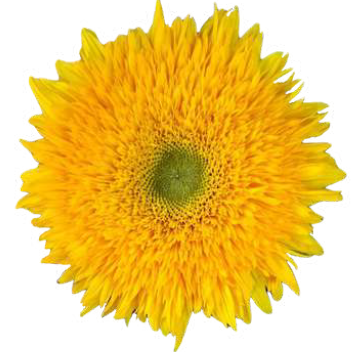 Helianthus fluffy