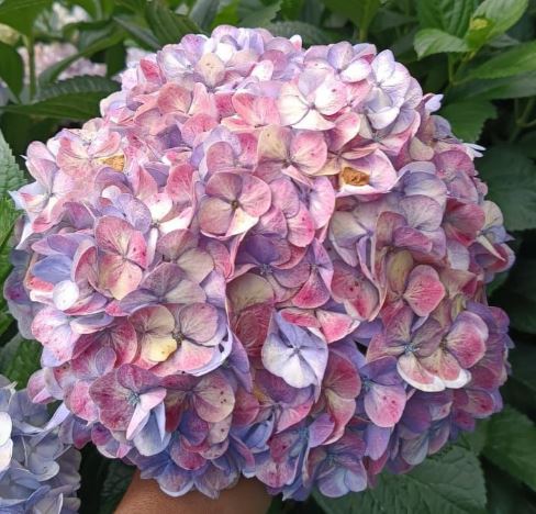 Hydrangea jumbo lilac antique