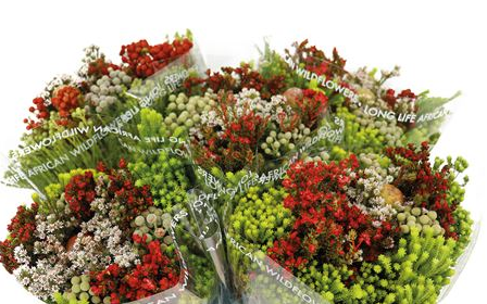 Bouquet Kaaps cape mix red