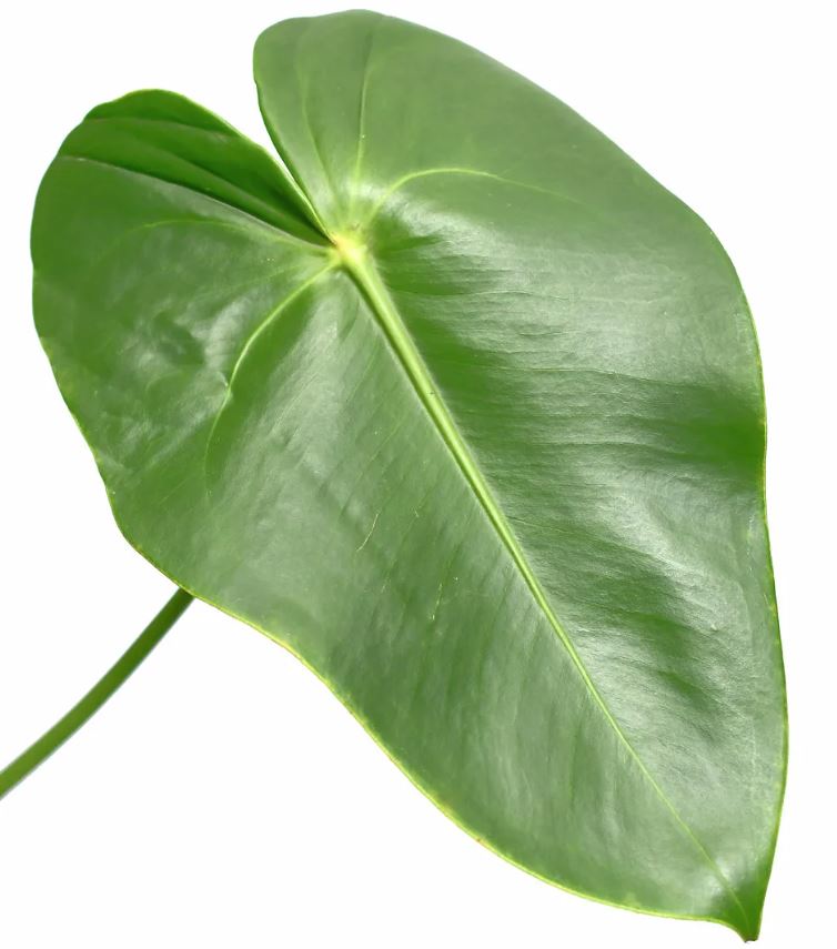 ANTHURIUM LEAVES