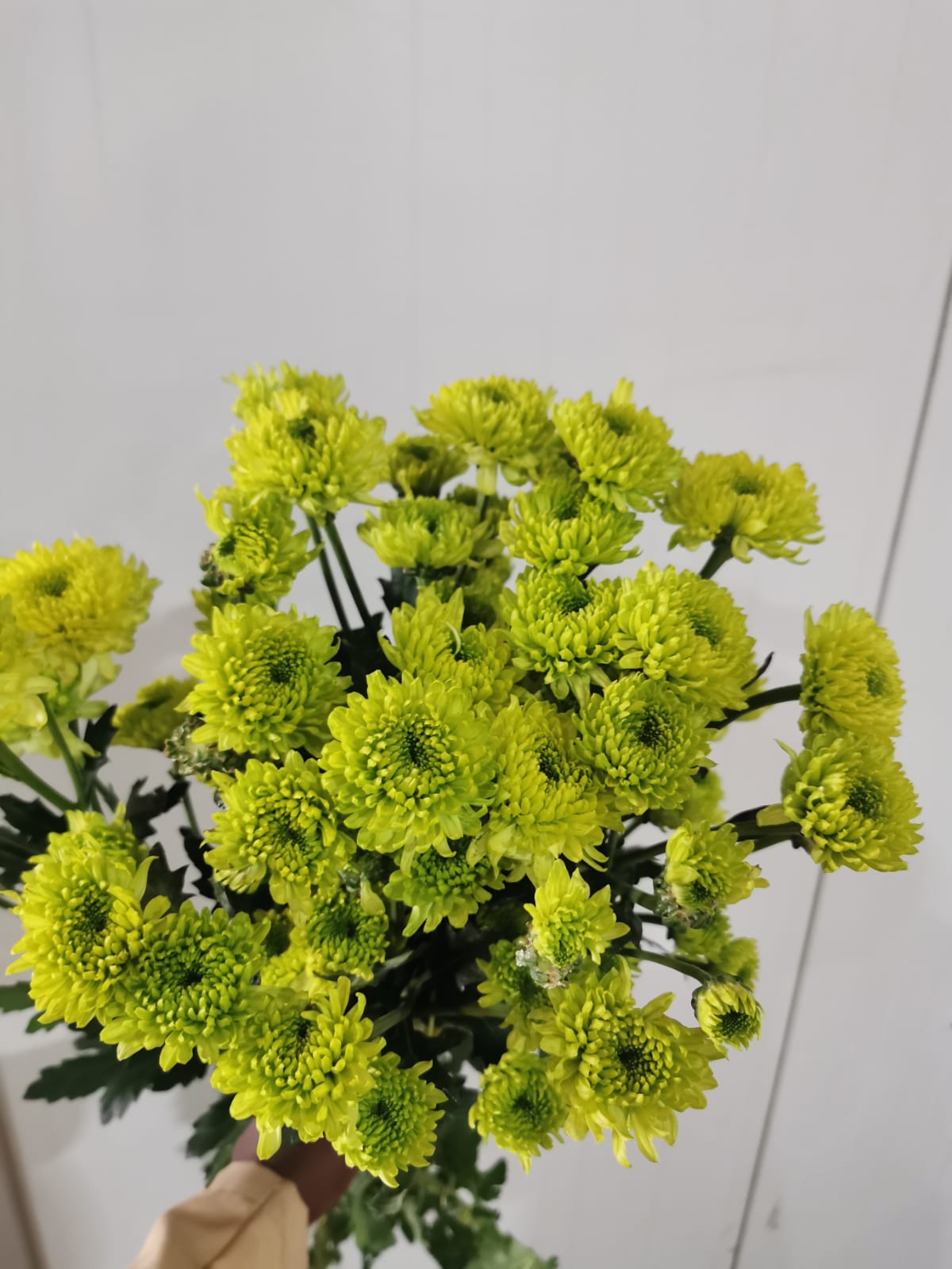 Chrysanthemum spray tinker bell