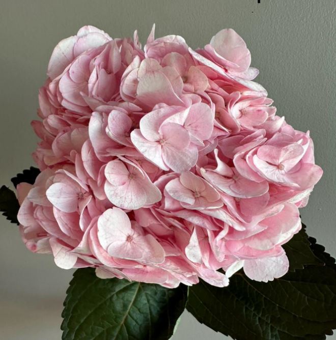 Hydrangea premium rebeca pink