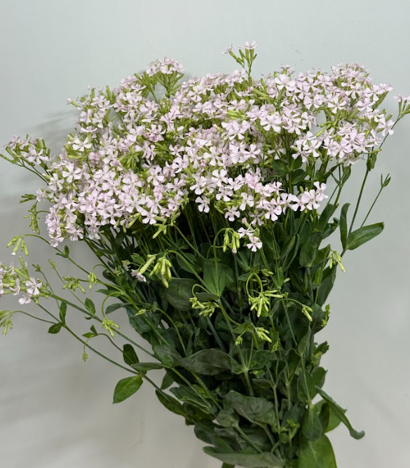 Silene Sakurakomachi