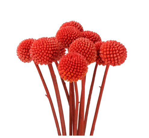 Craspedia red