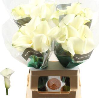 Zantedeschia lillies white