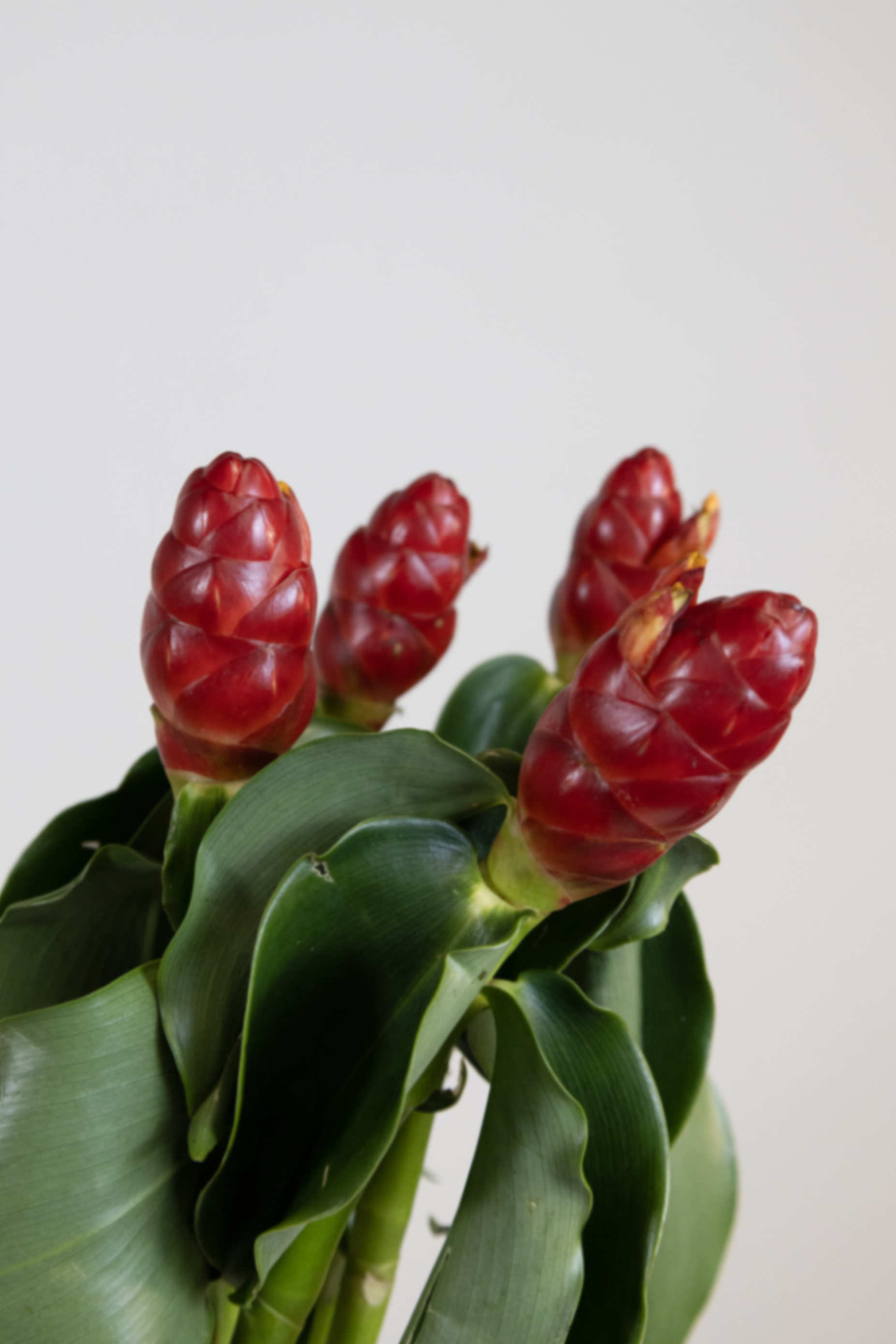 Costus french kiss