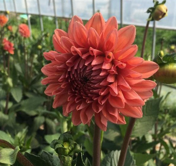 Dahlia orange stone