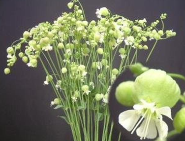 Silene green bell