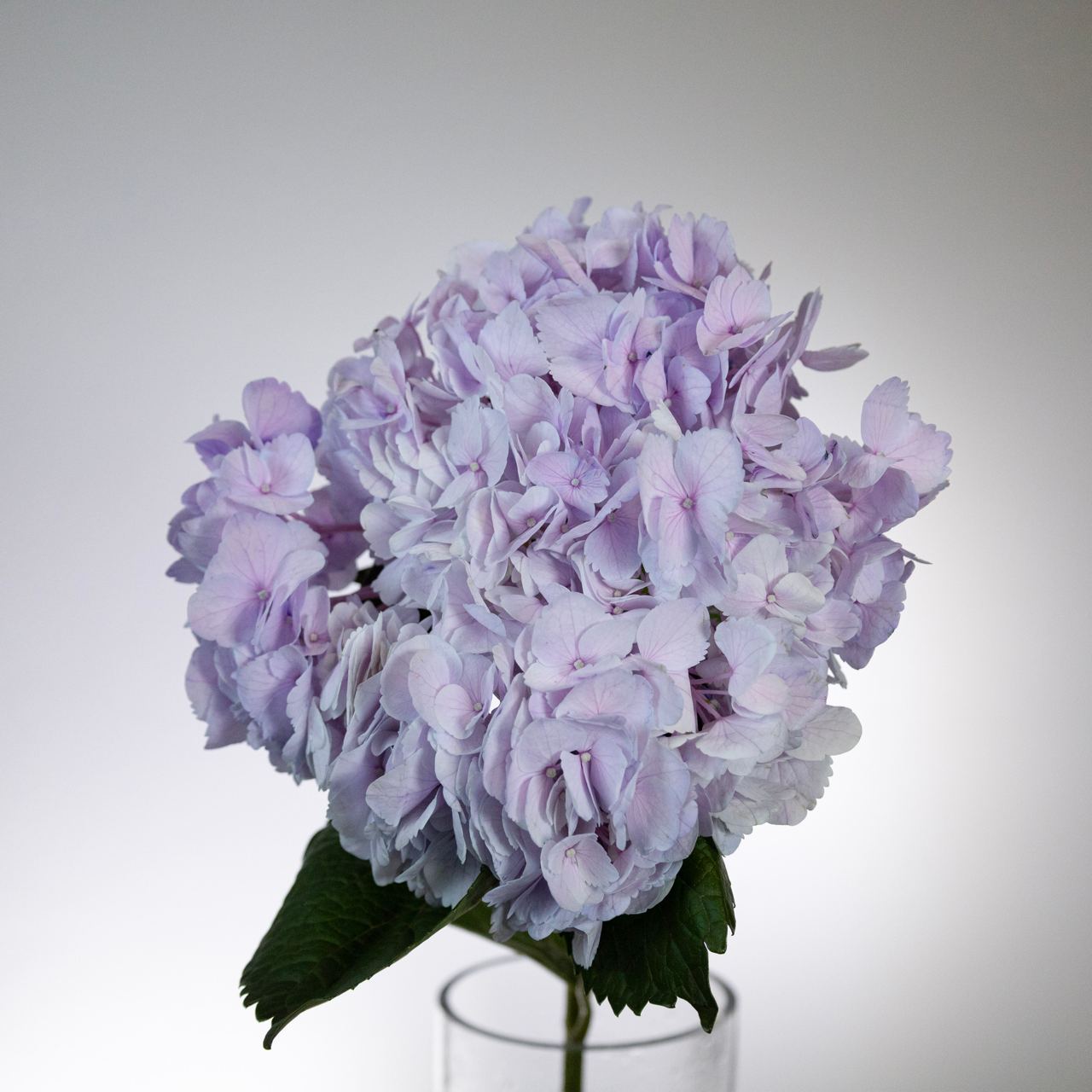 Hydrangea jumbo soft purple