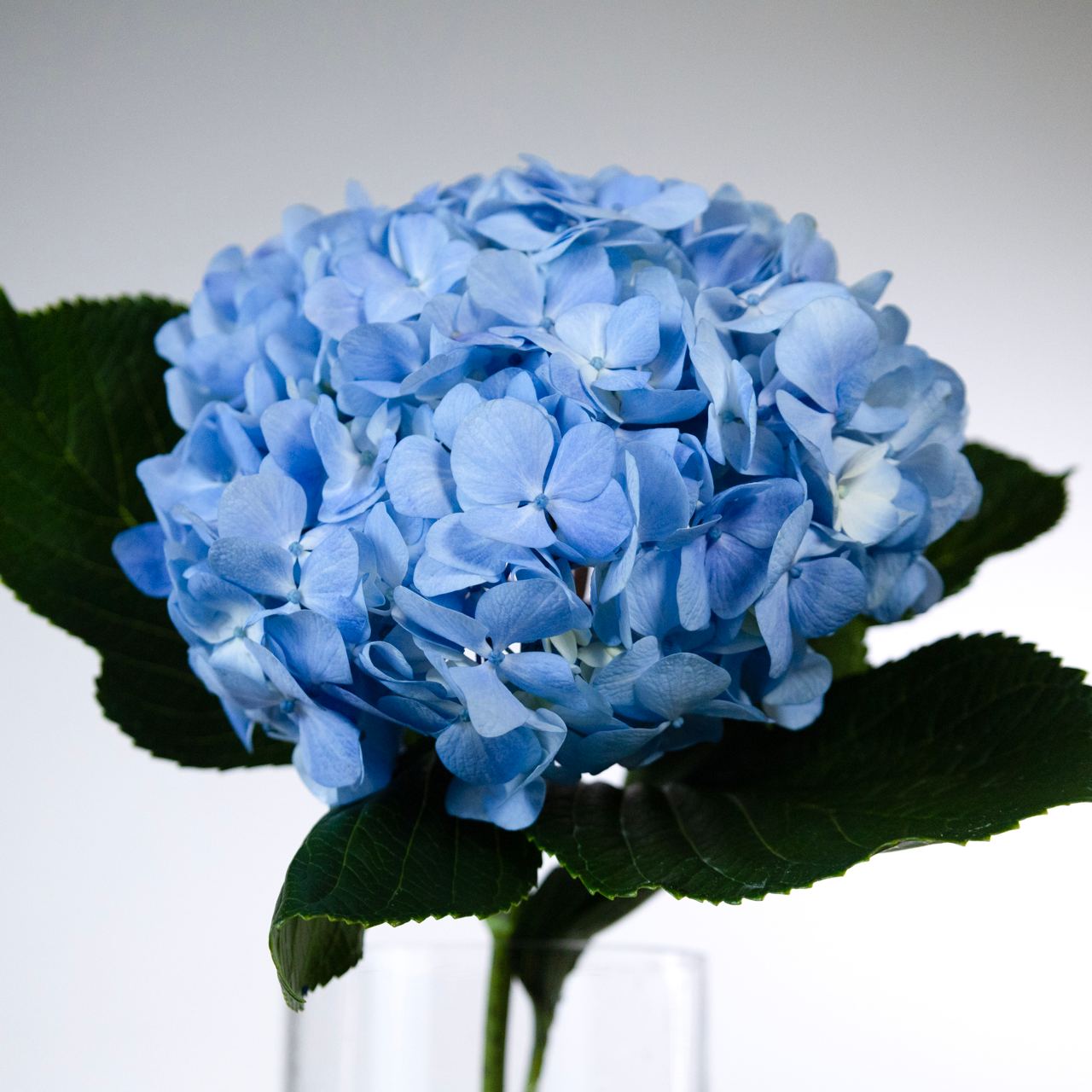 Hydrangea jumbo pale blue