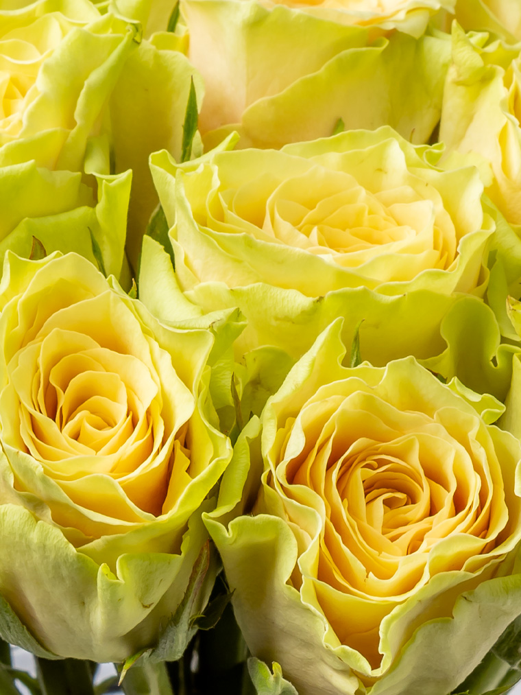 Rose sandstorm