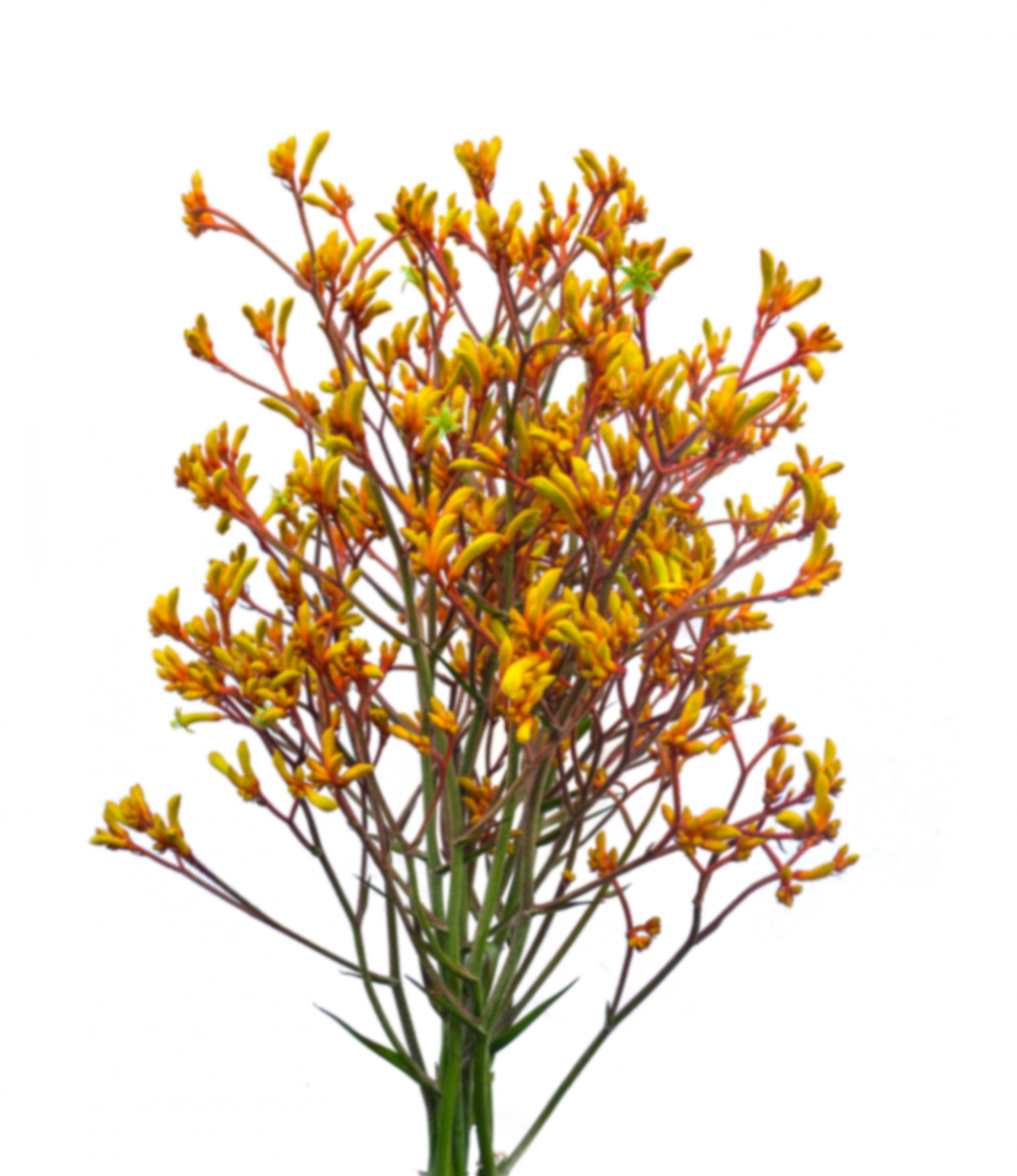 Anigozanthos gold