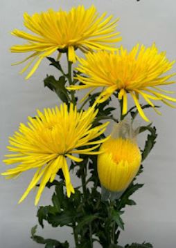 Chrysanthemum single calafuria sunny