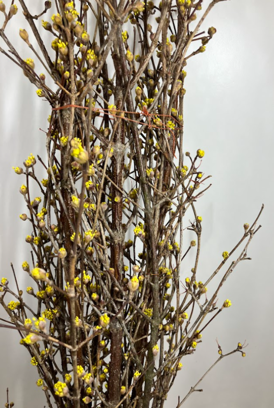 Cornus sanshu