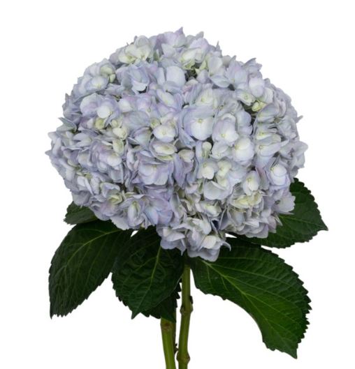 Hydrangea premium lavender mist