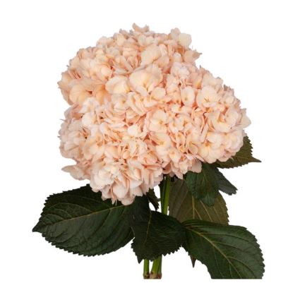 Hydrangea premium coral peach