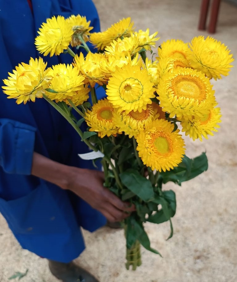 Helichrysum golden yellow