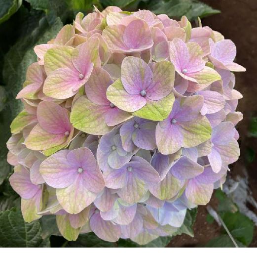 Hydrangea magical tender love purple