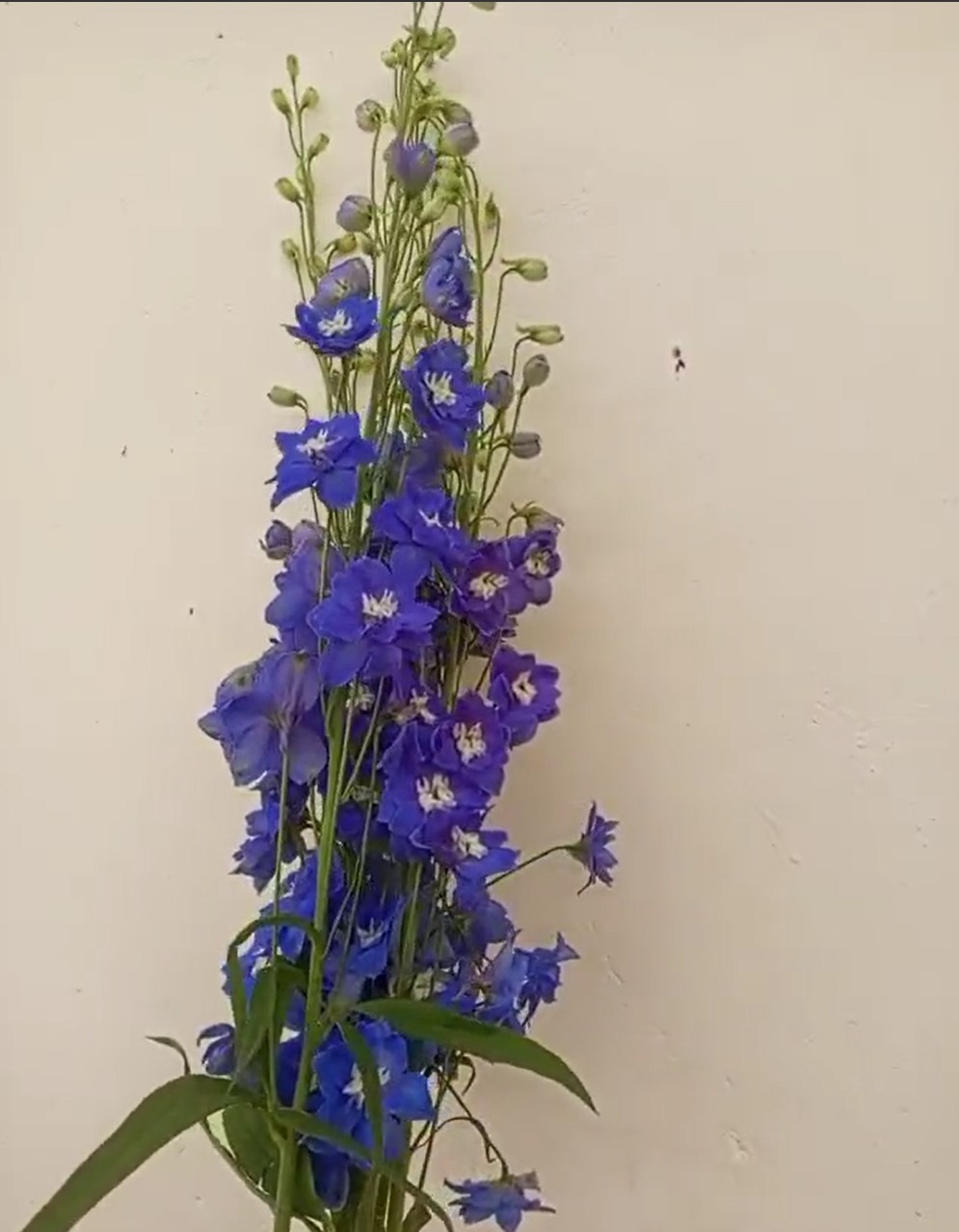 Delphinium magical