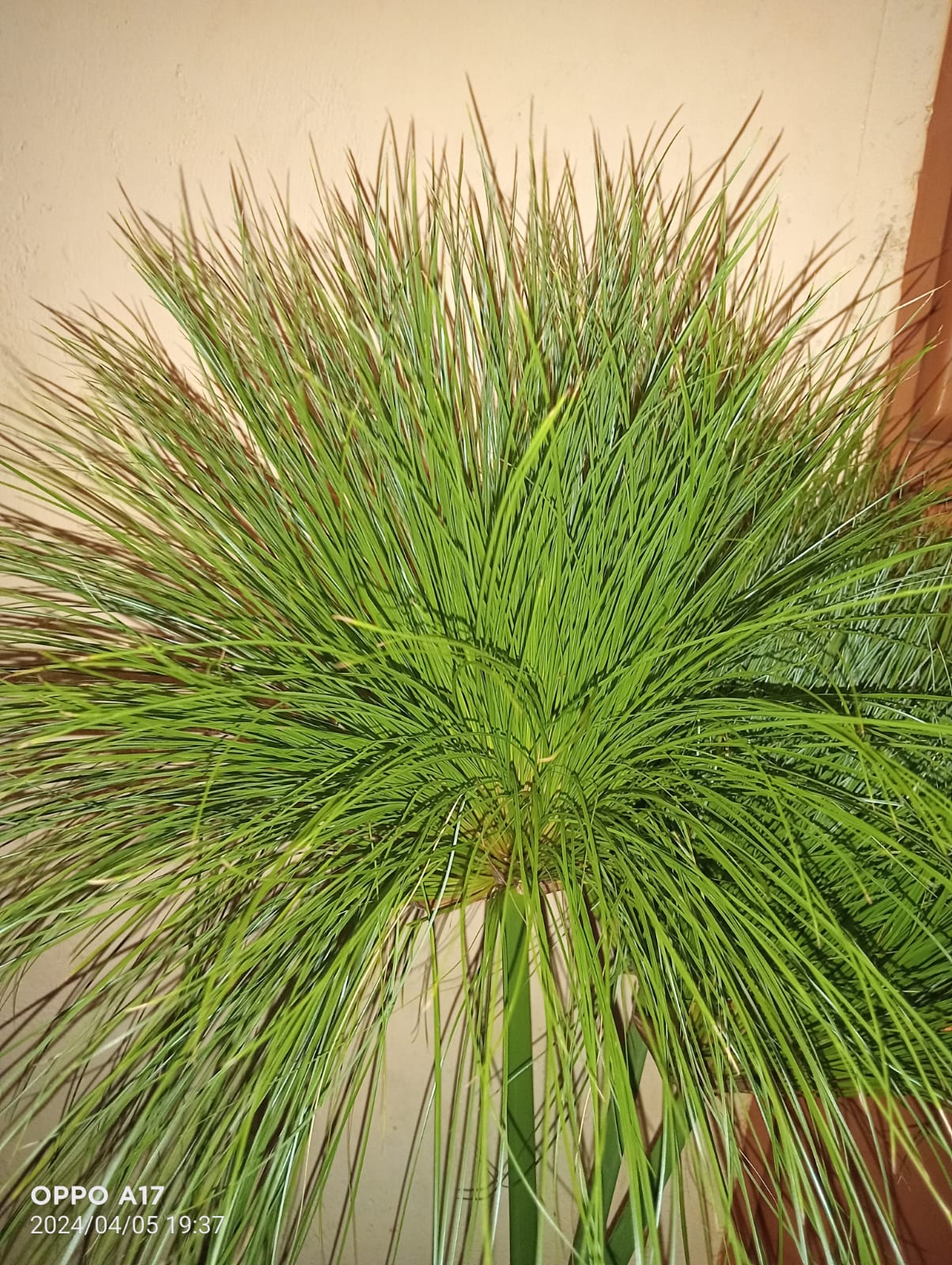 Cyperus bushy papyrus