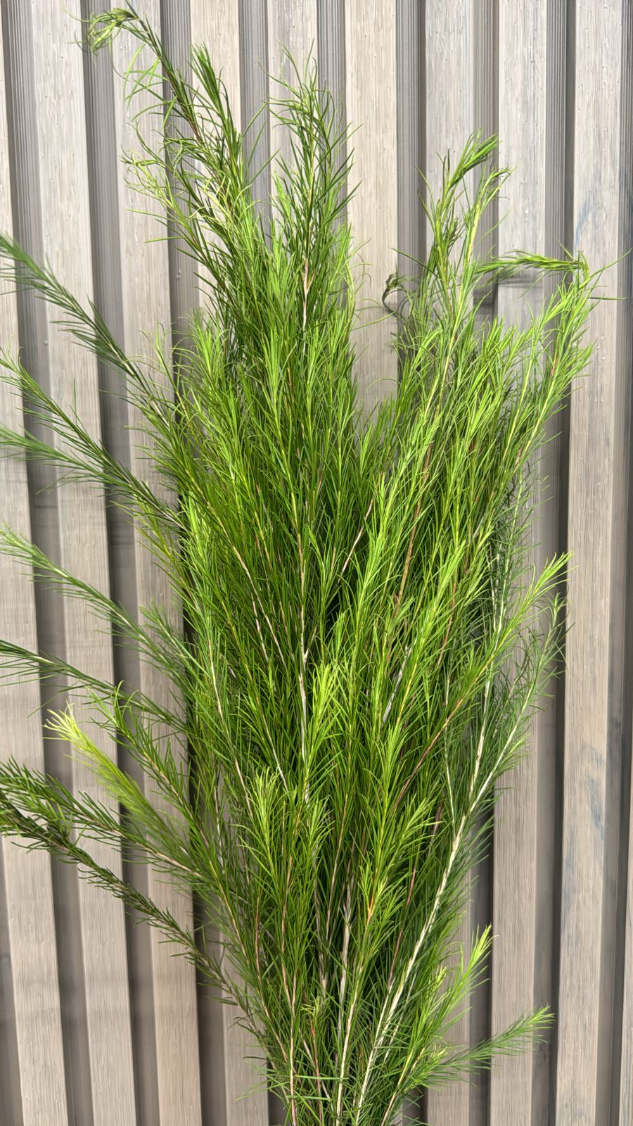 Elymus bottle brush