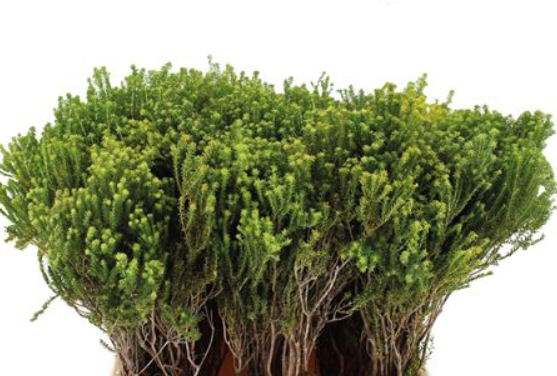 Agathosma