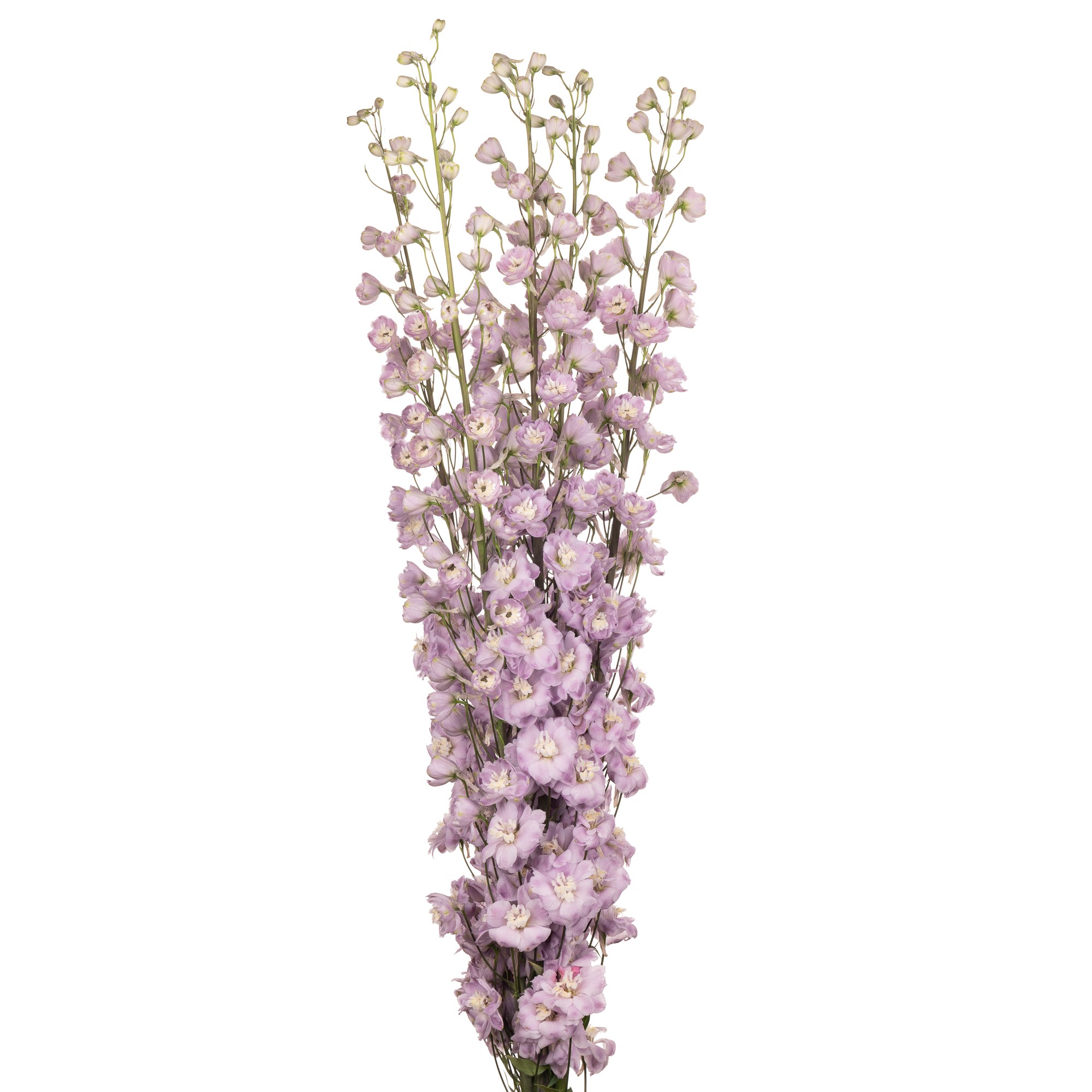 Delphinium flamingo