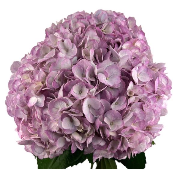 Hydrangea premium fresh purple