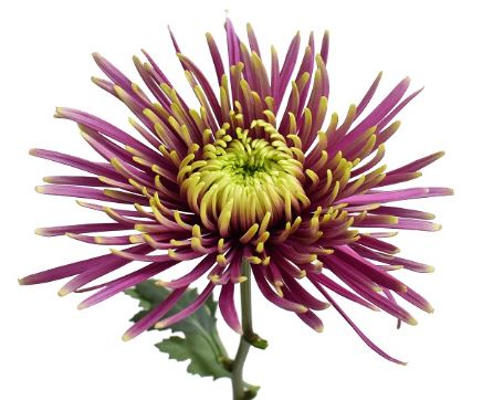 Chrysanthemum spider mum baltazar