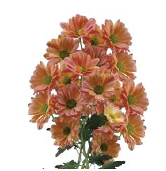 Chrysanthemum spray daisy tequila sunrise