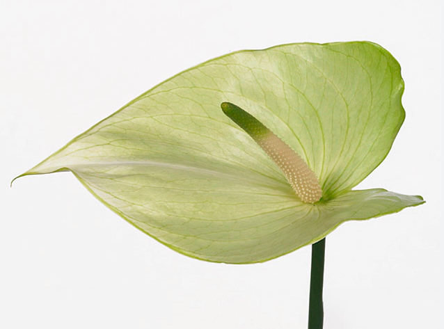 Anthurium princess ariane mint